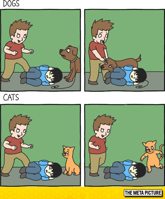 Dogs Vs. Cats, The Main Difference