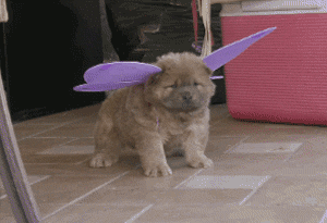 funny-gif-puppy-wings-purple