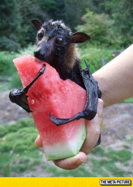 cool-bat-hugging-watermelon