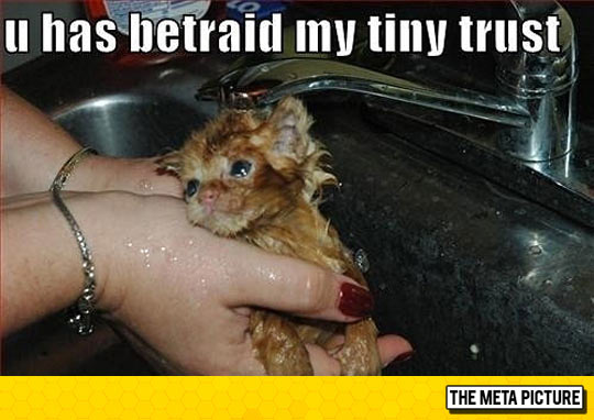 cool-tiny-cat-kitten-bath-kitchen-sink