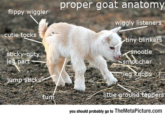 Goat Anatomy