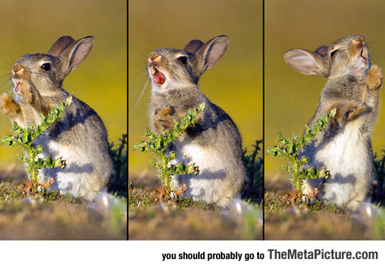 Photographer Caught A Baby Bunny Trying To Eat A Thistle