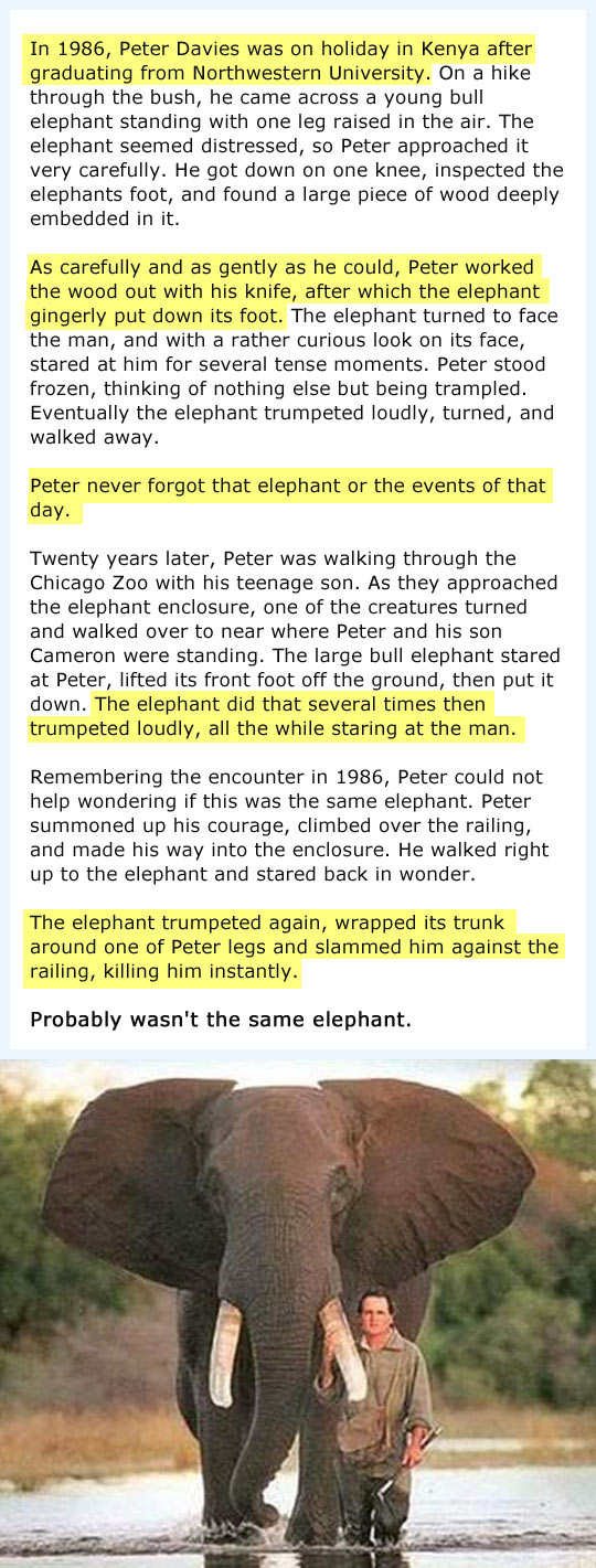 cool-elephants-story-help-Zoo