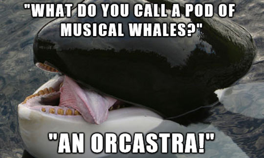 cool-orca-whale-jokes-ocean