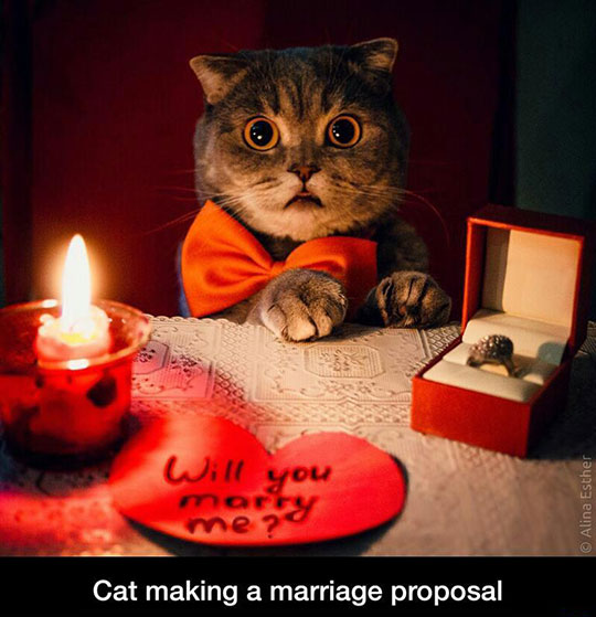 The Cutest Proposal