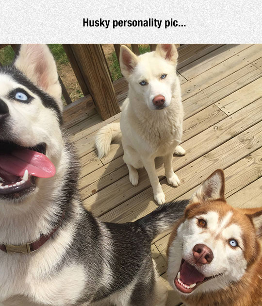 The Personality Of A Husky