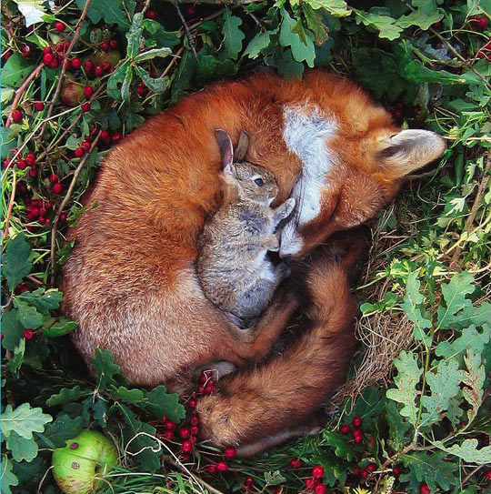 funny-rabbit-fox-sleeping-together