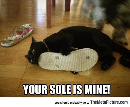 cool-black-cat-vampire-shoe