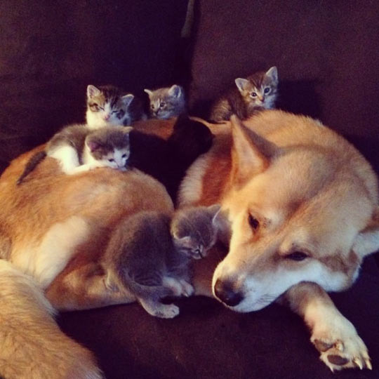 cool-dog-kitten-mother-family