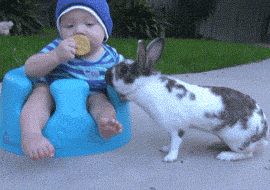 funny-gif-kid-eating-cookie-rabbit