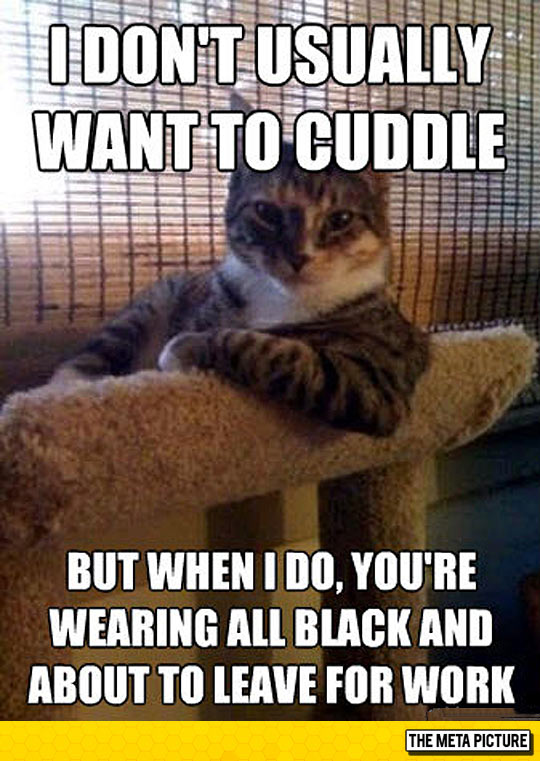 When Cats Want To Cuddle