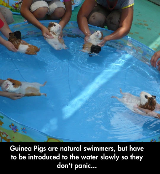 Natural Swimmers