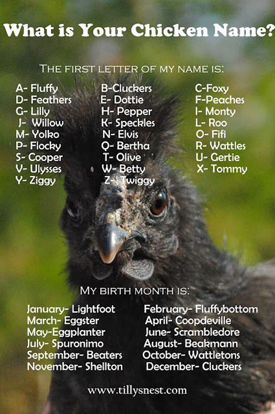 Your Chicken Name