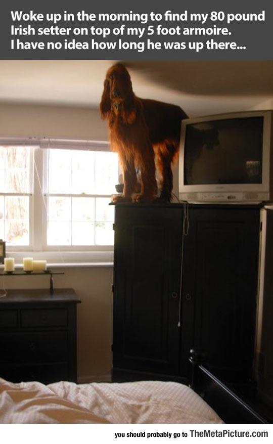 cool-dog-Irish-Setter-bedroom-confused