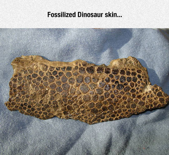 Fossilized Gem
