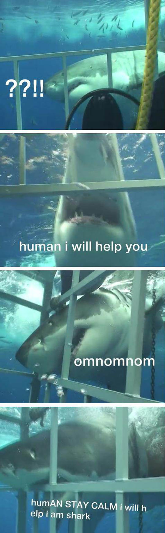 Sharks Are Not So Bad After All