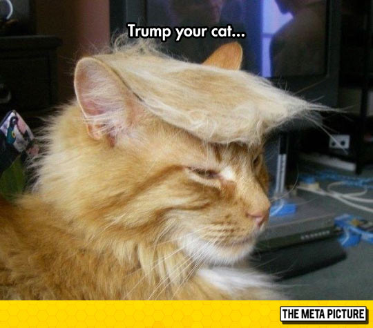 I Would Vote For This Cat Before Donald