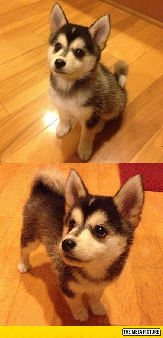 funny-Pomeranian-dog-Husky-mix