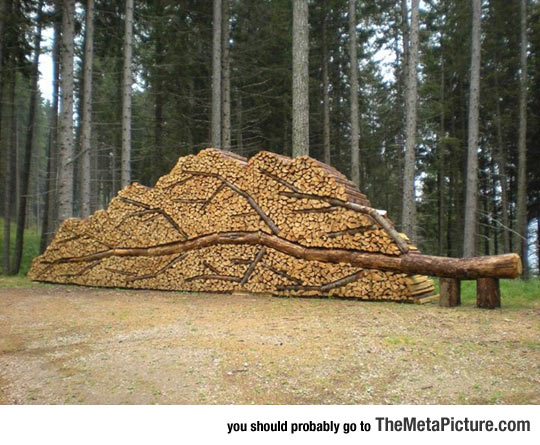 cool-wood-pile-tree