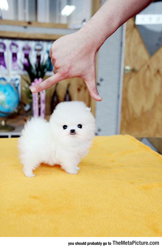 cool-cute-puppy-dog-fluffy