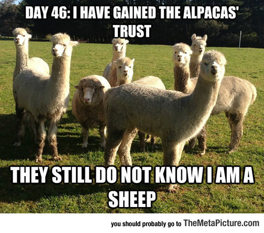 cool-sheep-alpacas-undercover