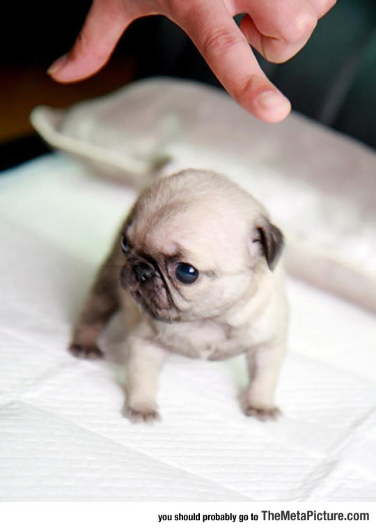 Tiny Teacup Pug