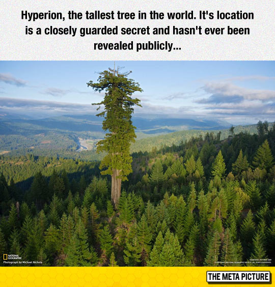 funny-Hyperion-tallest-tree-wood