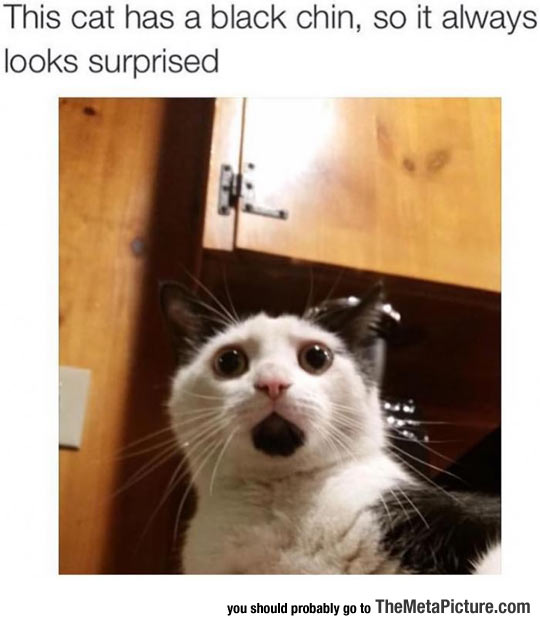 funny-cat-surprised-fur