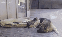 funny-gif-dog-chasing-puppy-nap