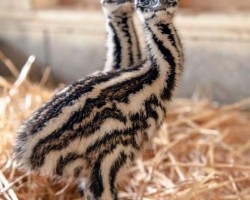 Baby Emus