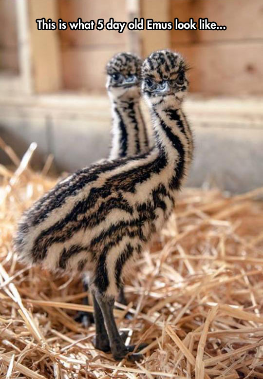Baby Emus