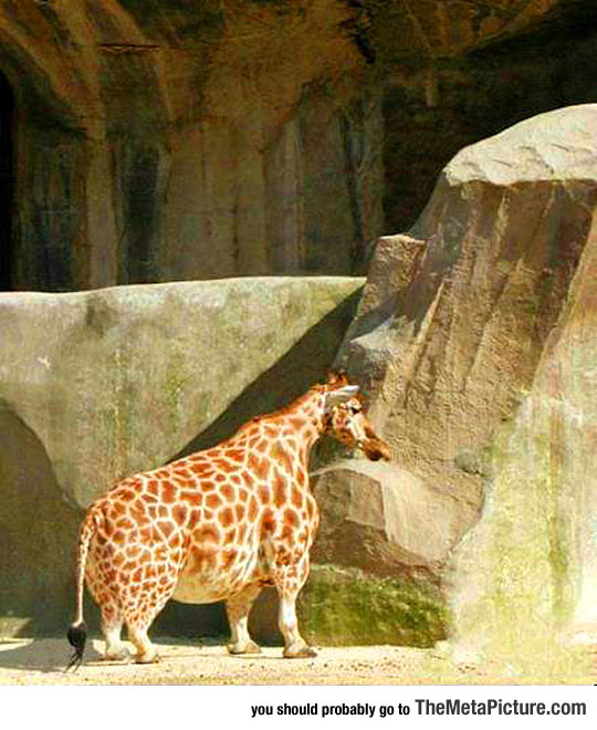 Ever Seen A Midget Giraffe?