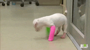 funny-gif-dog-cast-colors