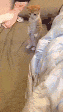 funny-gif-kitten-hair-collector