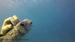 This Little Fish Likes To Be Petted gif animation
