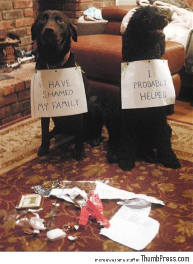 Dogs with Notes The best of Dog Shaming (50 Funny Pictures)