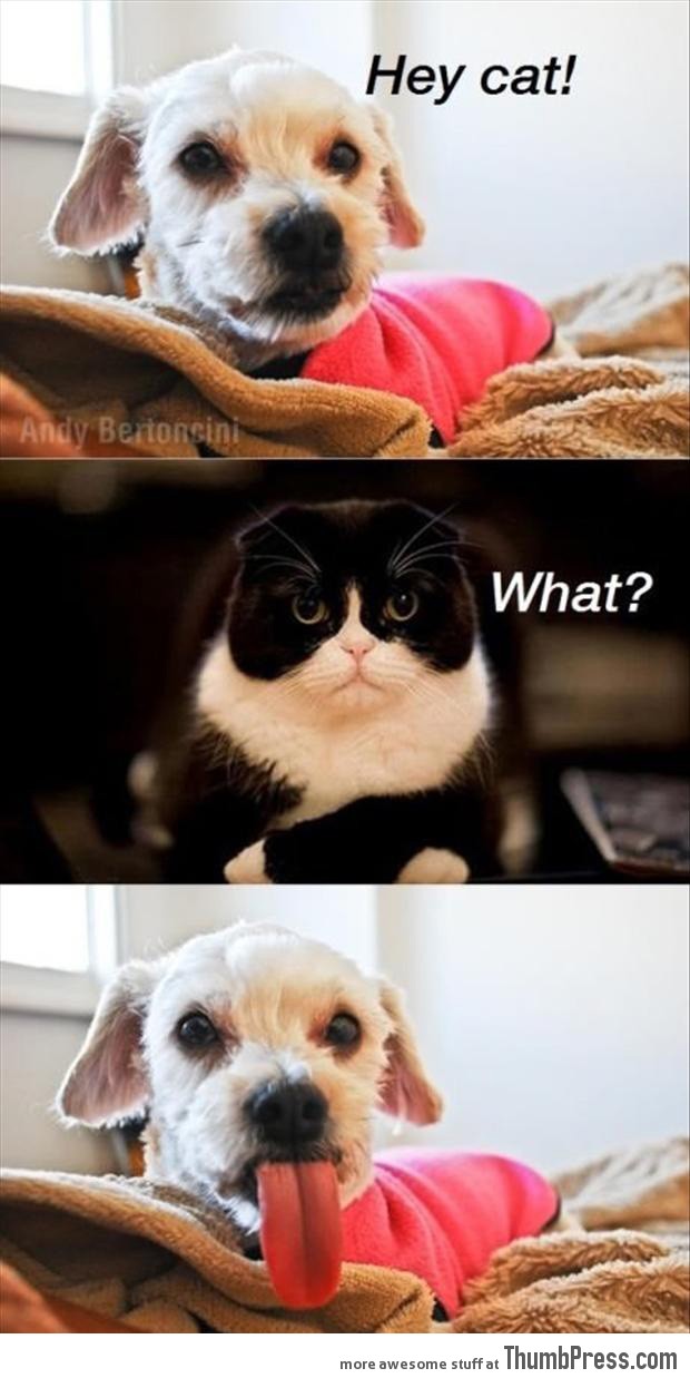 Funny Animal Pictures 3