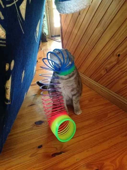 Cats Doing What They Do Best, Getting Stuck in Things (10 Funny Pics)