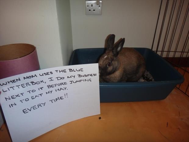 After Dog and Cat Shaming We Present You Bunny Shaming (16 Pics)