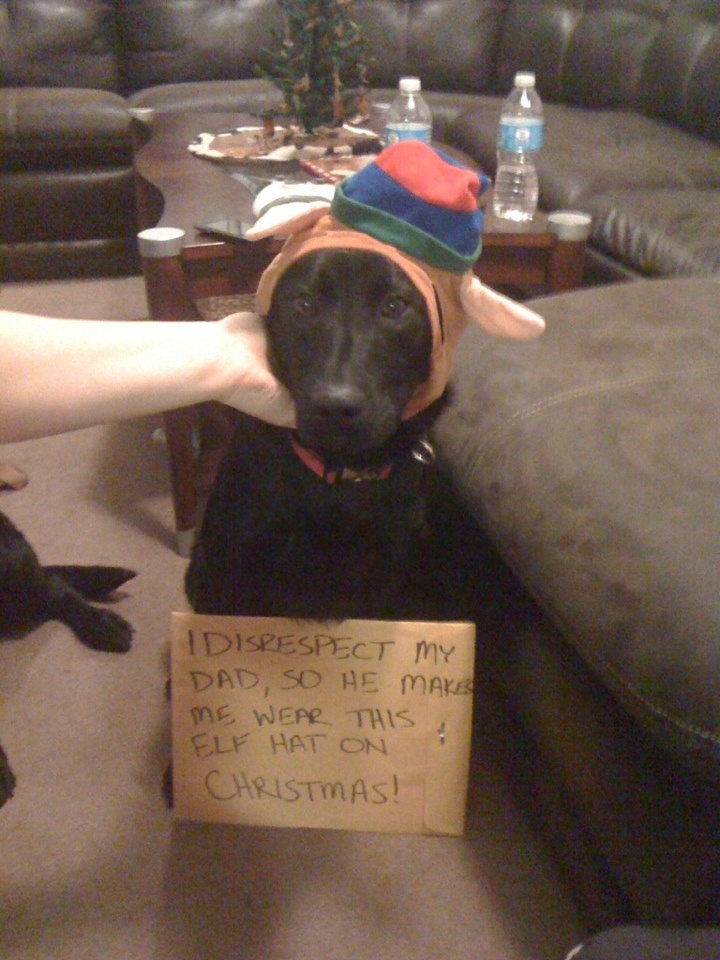 The Best of Dog Shaming – Christmas (21 pics)