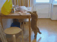 Please human, please…