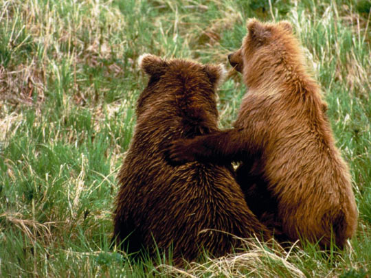 funny-cute-bear-cubs-hug.jpg