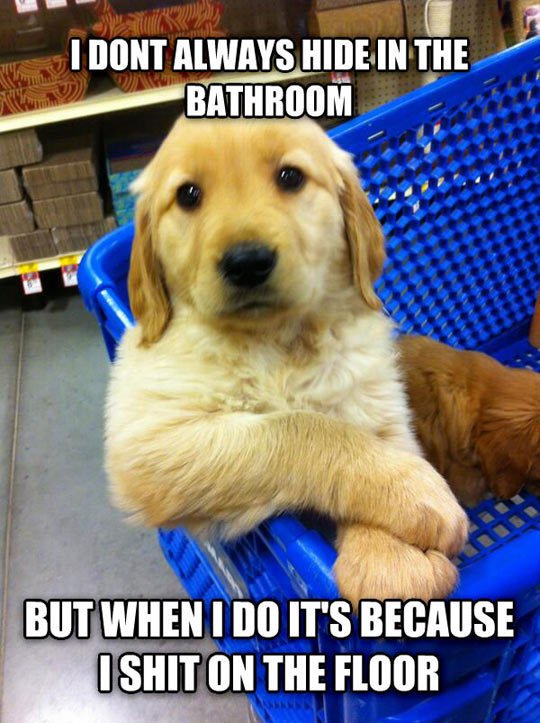 Most interesting puppy in the world…