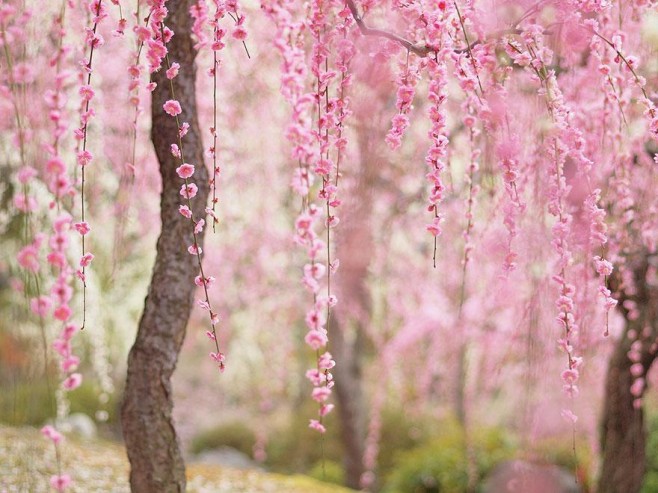 21 Absolutely Beautiful Japanese Cherry Blossom Photos Of 2014