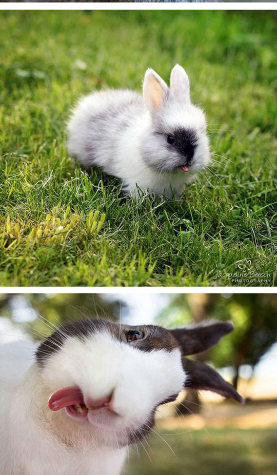 Bunnies Sticking Their Tongues Out