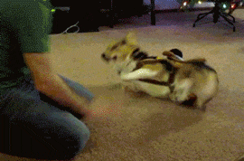 Corgi Rodeo