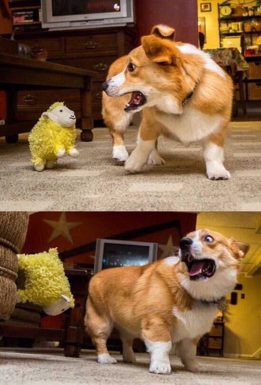 Corgi Doesn’t Like Yellow Sheep