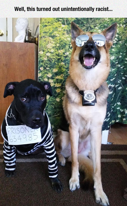 funny-dog-costumes-prisoner-cop1.jpg