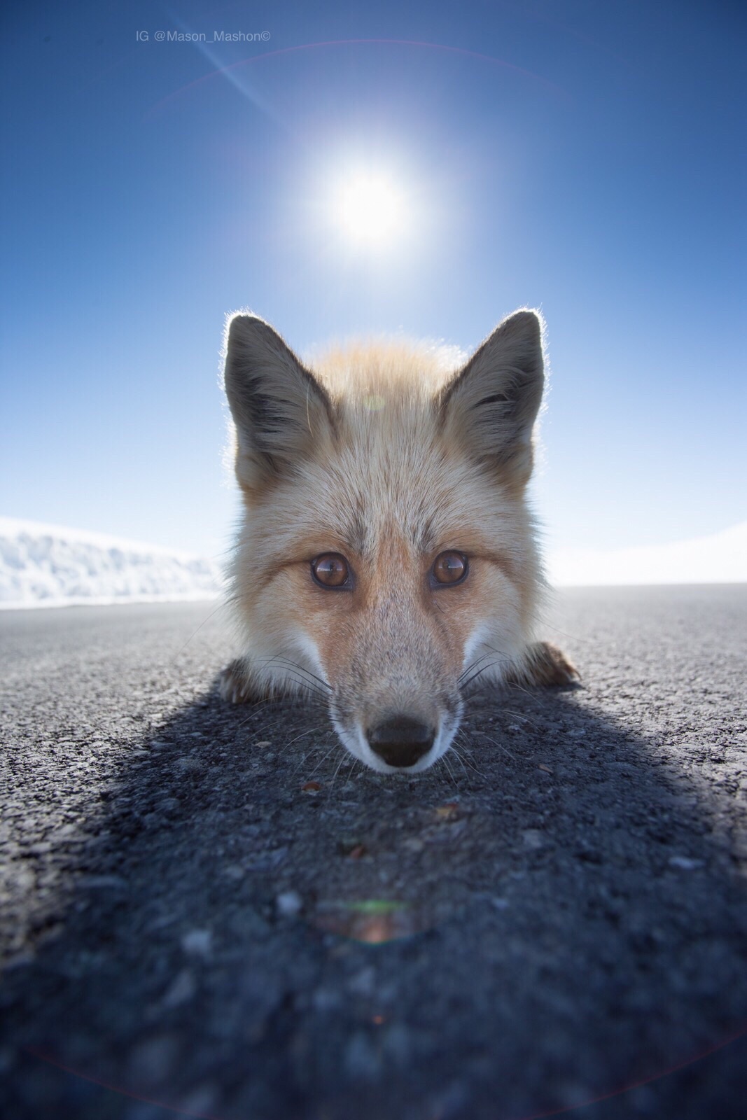 Alaska Highway Fox.