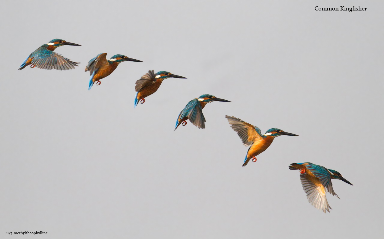 My hobby is to take photos of birds in action.